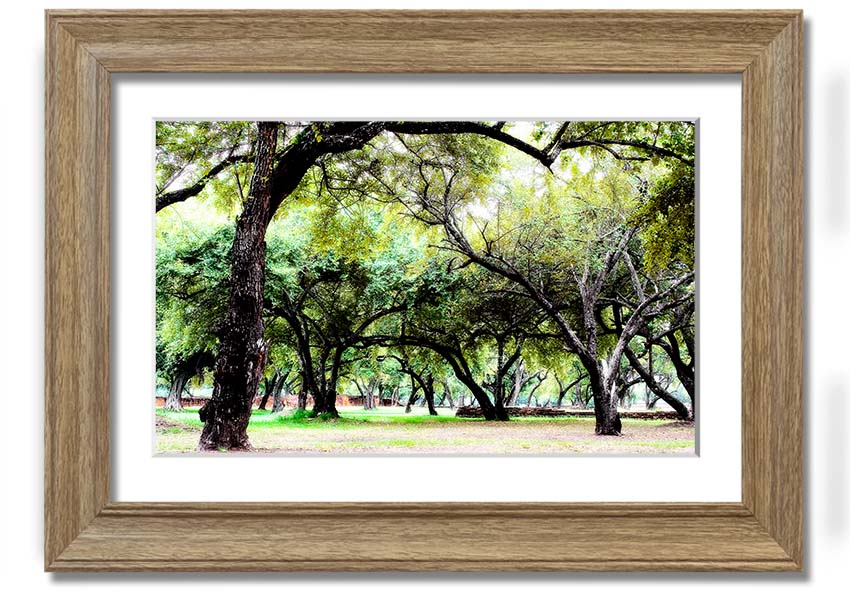 Framed print of Ancient Woodland Trees, showcasing intricate details and vibrant colors, available in multiple frame colors.