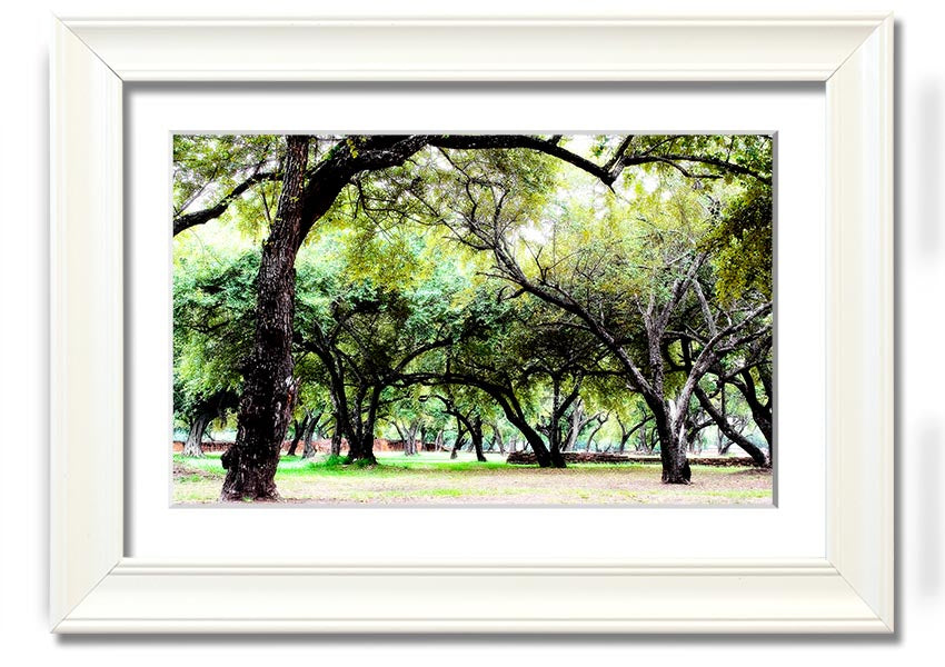 Framed print of Ancient Woodland Trees, showcasing intricate details and vibrant colors, available in multiple frame colors.