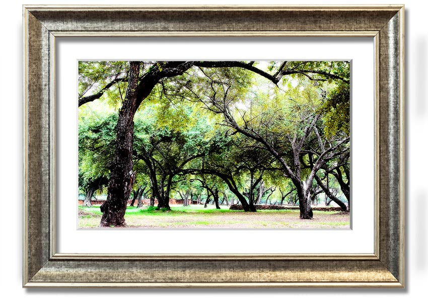 Framed print of Ancient Woodland Trees, showcasing intricate details and vibrant colors, available in multiple frame colors.