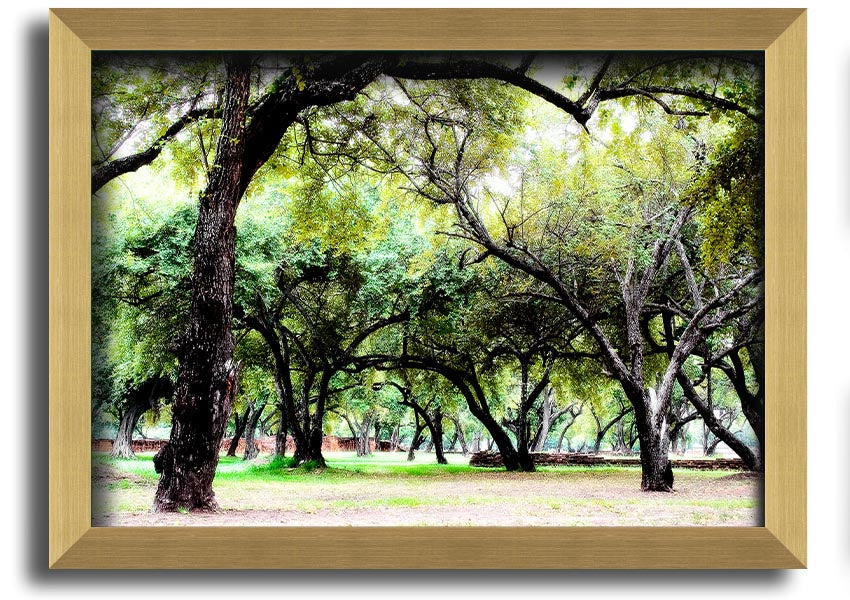 Framed print of Ancient Woodland Trees, showcasing intricate details and vibrant colors, available in multiple frame colors.