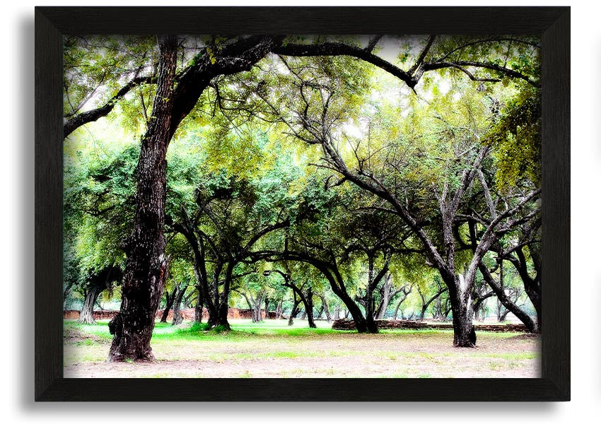 Framed print of Ancient Woodland Trees, showcasing intricate details and vibrant colors, available in multiple frame colors.