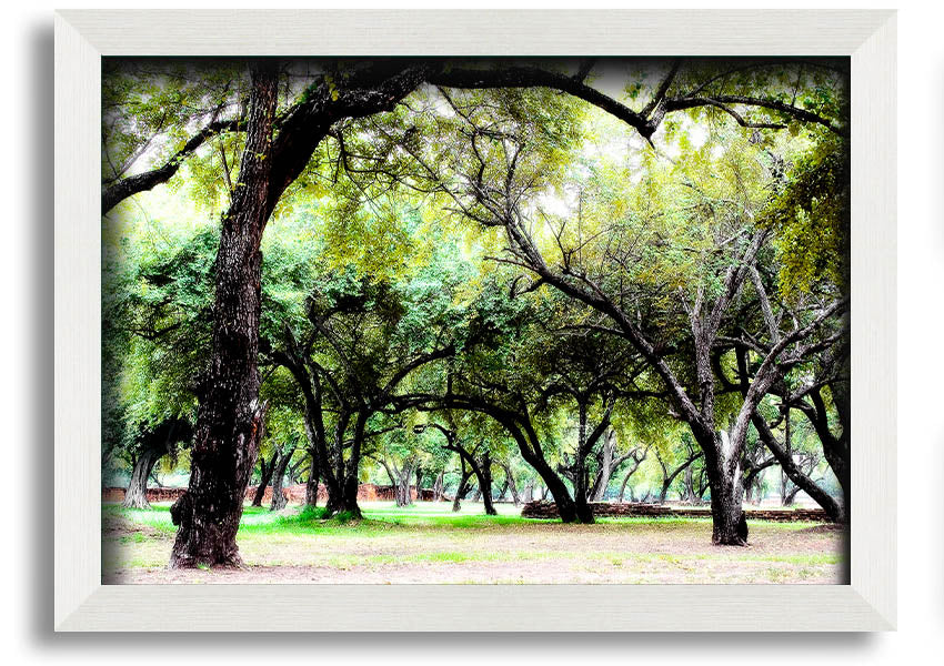 Framed print of Ancient Woodland Trees, showcasing intricate details and vibrant colors, available in multiple frame colors.