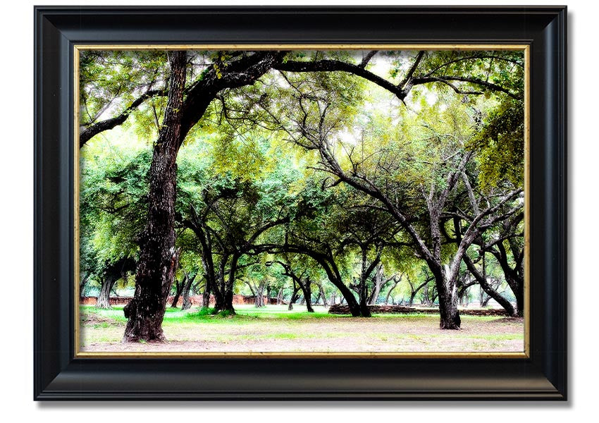 Framed print of Ancient Woodland Trees, showcasing intricate details and vibrant colors, available in multiple frame colors.