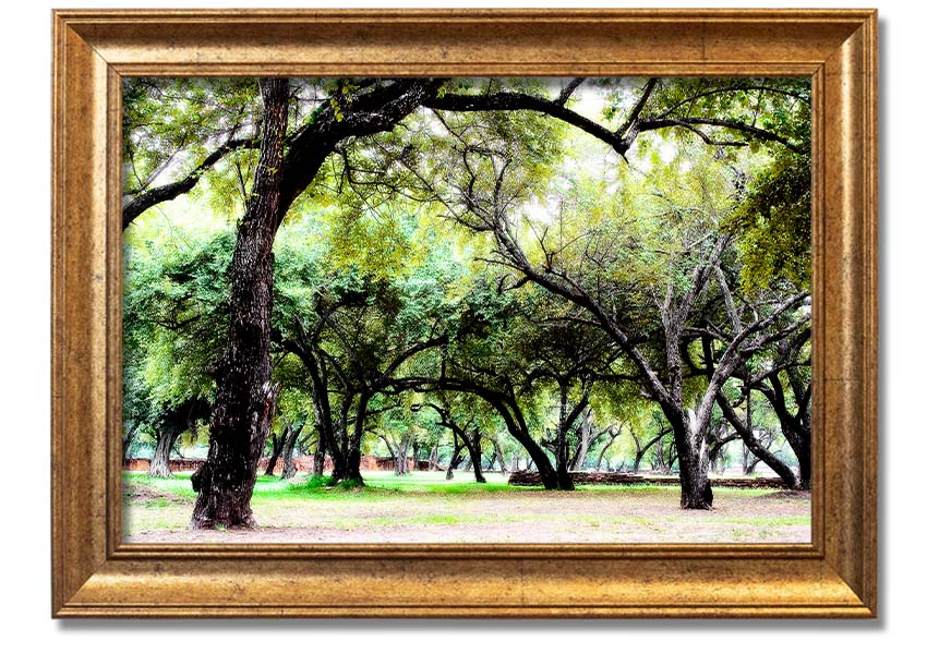 Framed print of Ancient Woodland Trees, showcasing intricate details and vibrant colors, available in multiple frame colors.