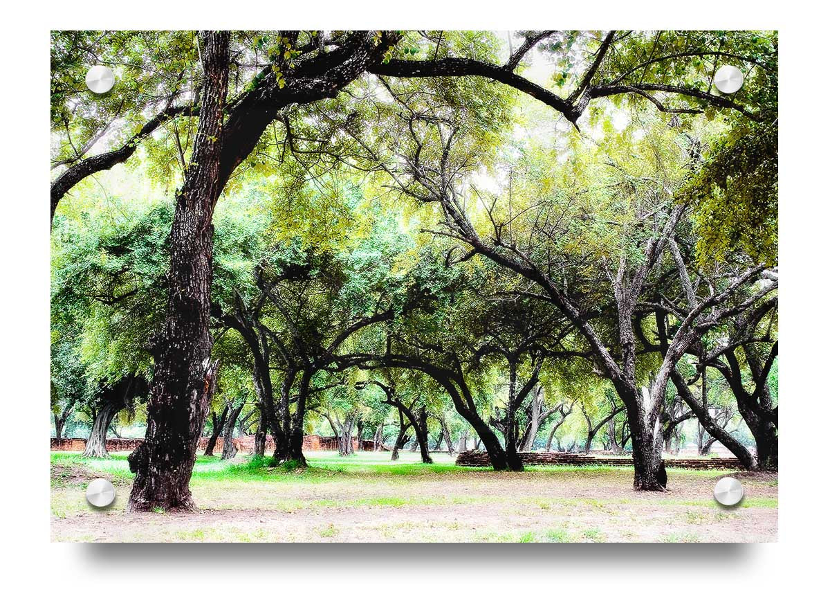 Acrylic print of Ancient Woodland Trees, showcasing vibrant colors and intricate details on 5mm thick acrylic glass.