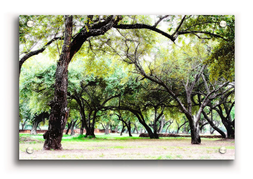 Acrylic print of Ancient Woodland Trees, showcasing vibrant colors and intricate details on 5mm thick acrylic glass.