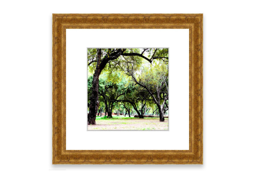 Framed print of Ancient Woodland Trees showcasing intricate details and vibrant colors, available in various frame colors.