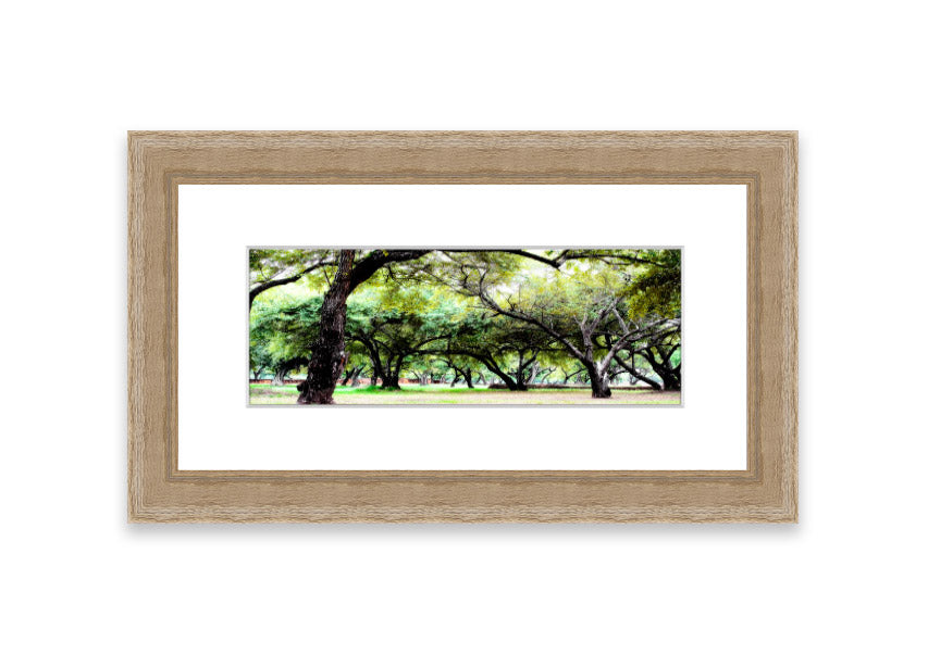 Framed print of Ancient Woodland Trees showcasing intricate details and vibrant colors, available in various frame colors.