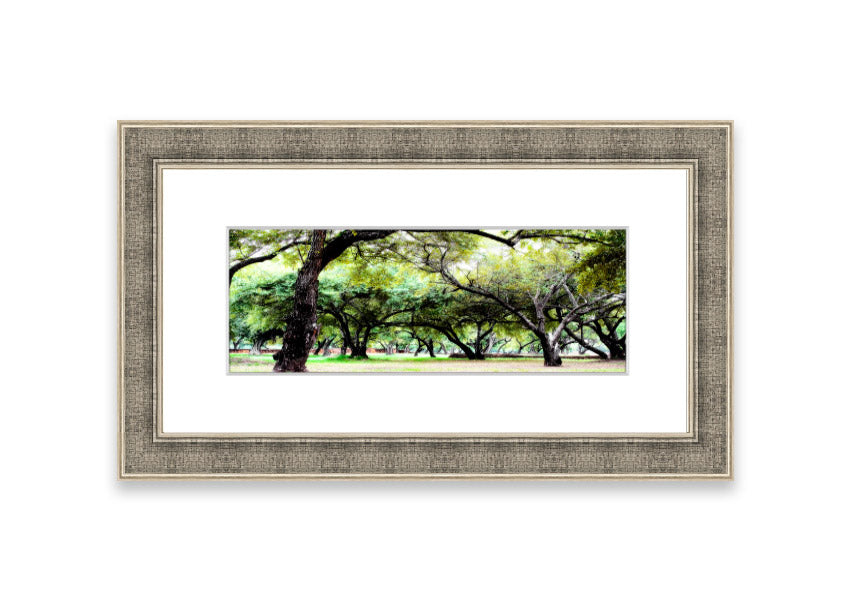 Framed print of Ancient Woodland Trees showcasing intricate details and vibrant colors, available in various frame colors.