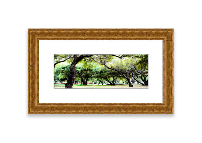 Framed print of Ancient Woodland Trees showcasing intricate details and vibrant colors, available in various frame colors.