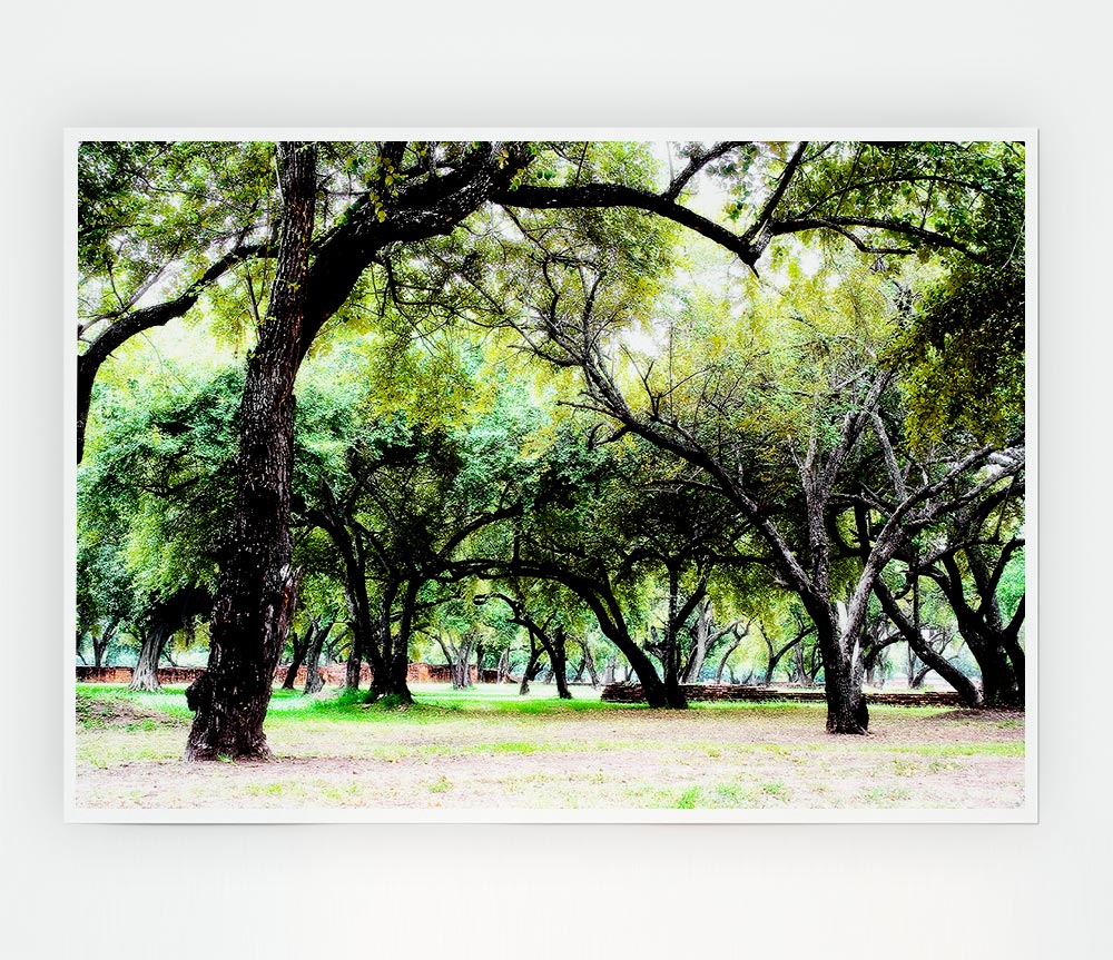 A high-quality canvas poster featuring ancient woodland trees, showcasing their majestic beauty and intricate details.