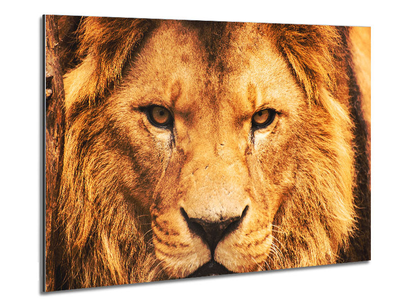 A vibrant and fierce Angry Lion Face printed on brushed aluminium dibond, showcasing intricate details and modern design.