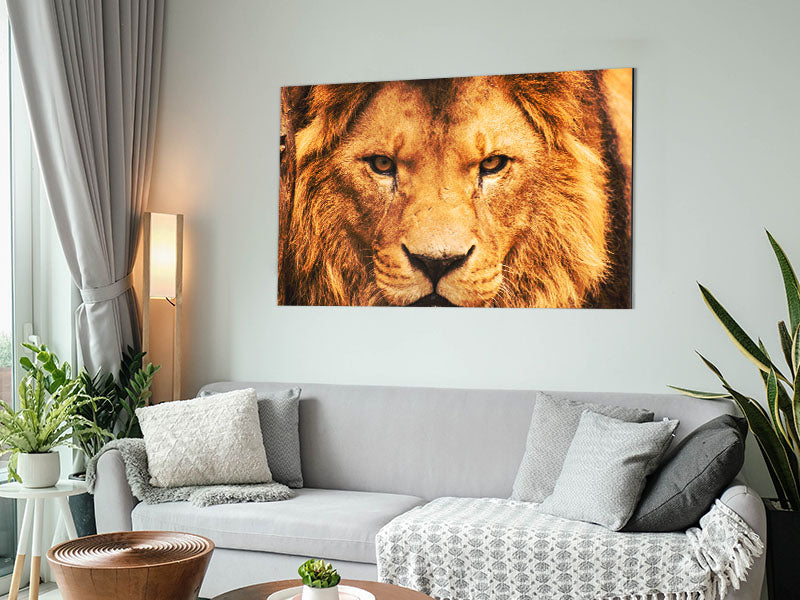 A vibrant and fierce Angry Lion Face printed on brushed aluminium dibond, showcasing intricate details and modern design.