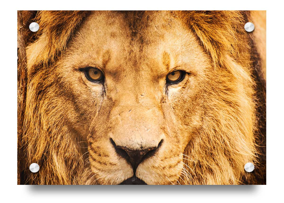 A vibrant acrylic print featuring an angry lion's face, showcasing intricate details and bold colors.