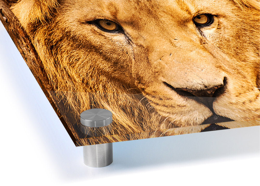 A vibrant acrylic print featuring an angry lion's face, showcasing intricate details and bold colors.