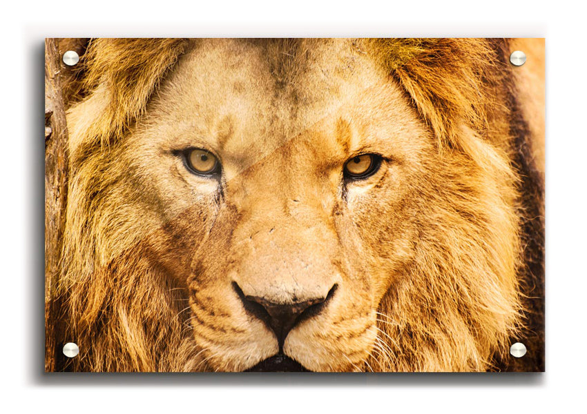 A vibrant acrylic print featuring an angry lion's face, showcasing intricate details and bold colors.