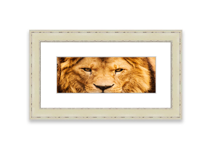 Framed print of an angry lion's face, showcasing intricate details and vibrant colors, ready to hang.