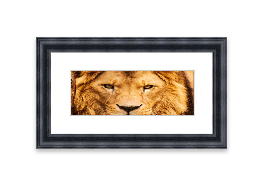 Framed print of an angry lion's face, showcasing intricate details and vibrant colors, ready to hang.