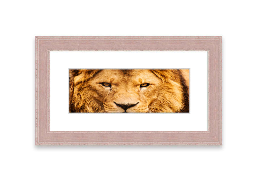 Framed print of an angry lion's face, showcasing intricate details and vibrant colors, ready to hang.