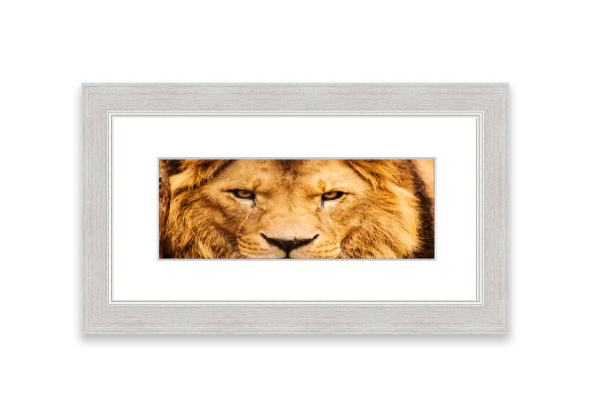 Framed print of an angry lion's face, showcasing intricate details and vibrant colors, ready to hang.