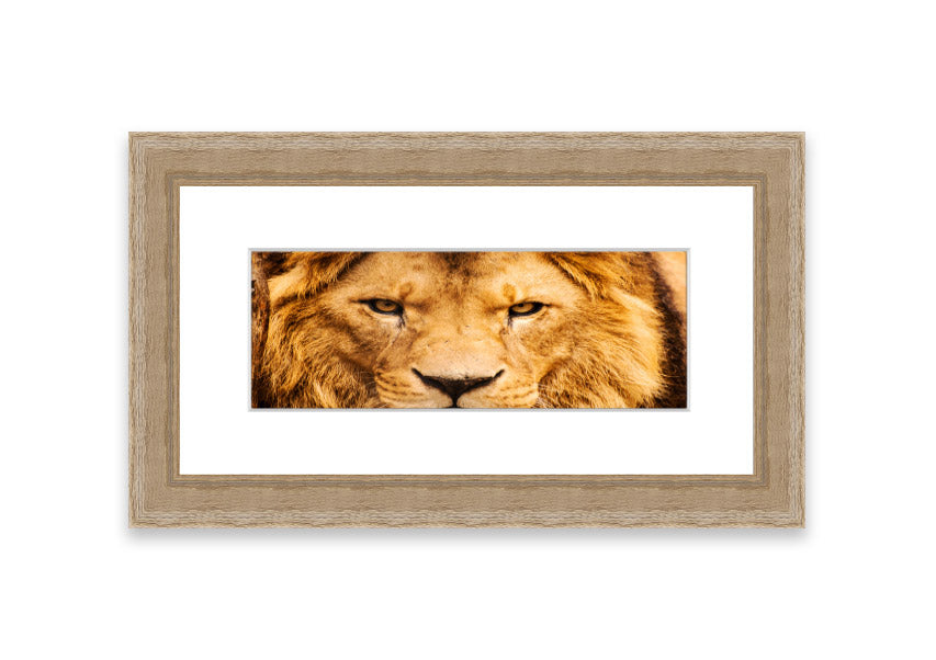 Framed print of an angry lion's face, showcasing intricate details and vibrant colors, ready to hang.