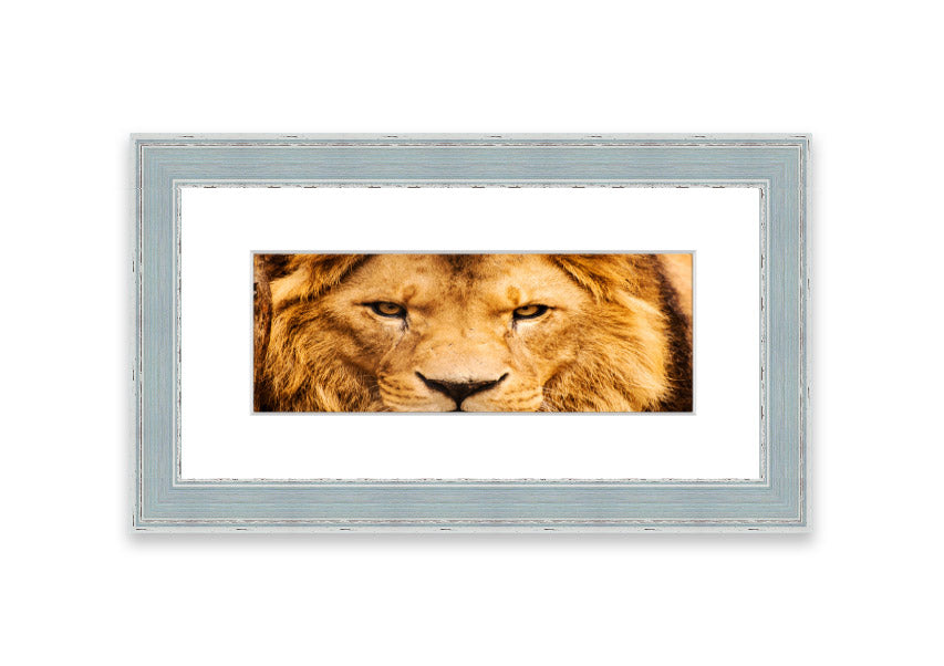 Framed print of an angry lion's face, showcasing intricate details and vibrant colors, ready to hang.