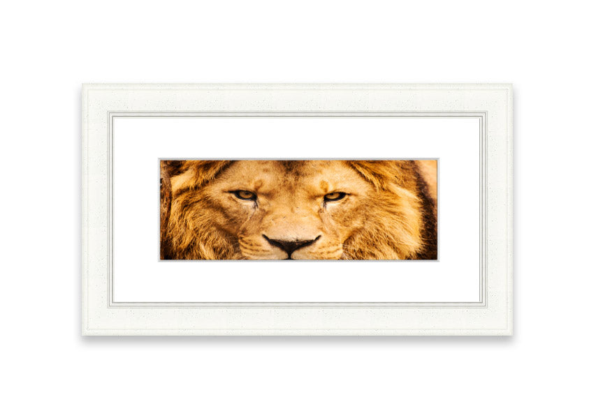 Framed print of an angry lion's face, showcasing intricate details and vibrant colors, ready to hang.