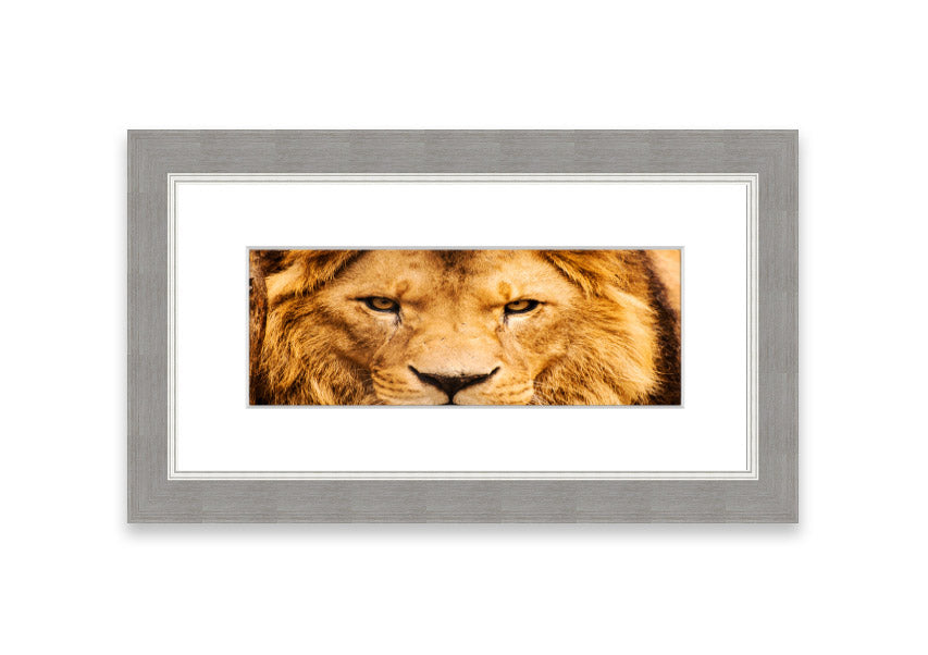 Framed print of an angry lion's face, showcasing intricate details and vibrant colors, ready to hang.