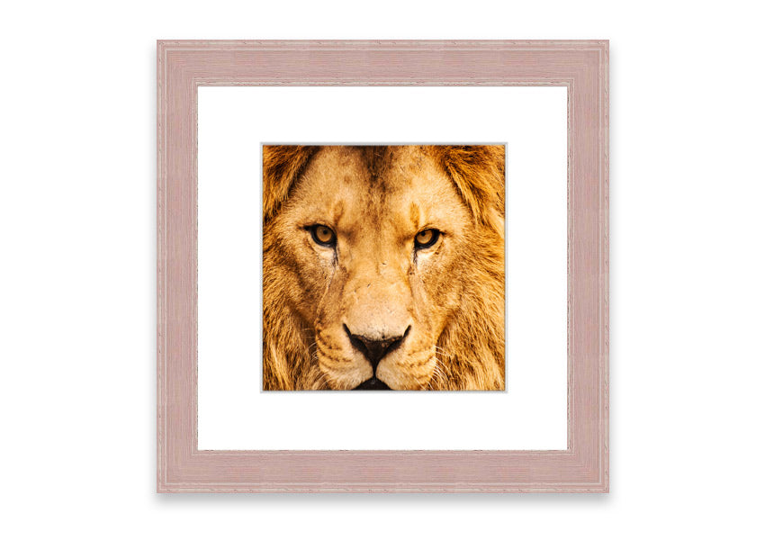 Framed print of an angry lion's face, showcasing intricate details and vibrant colors, ready to hang.