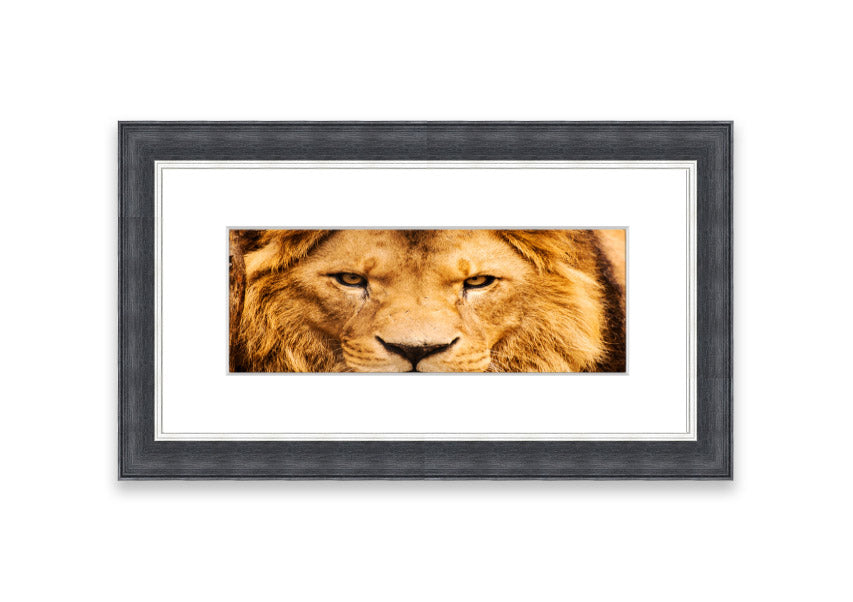 Framed print of an angry lion's face, showcasing intricate details and vibrant colors, ready to hang.