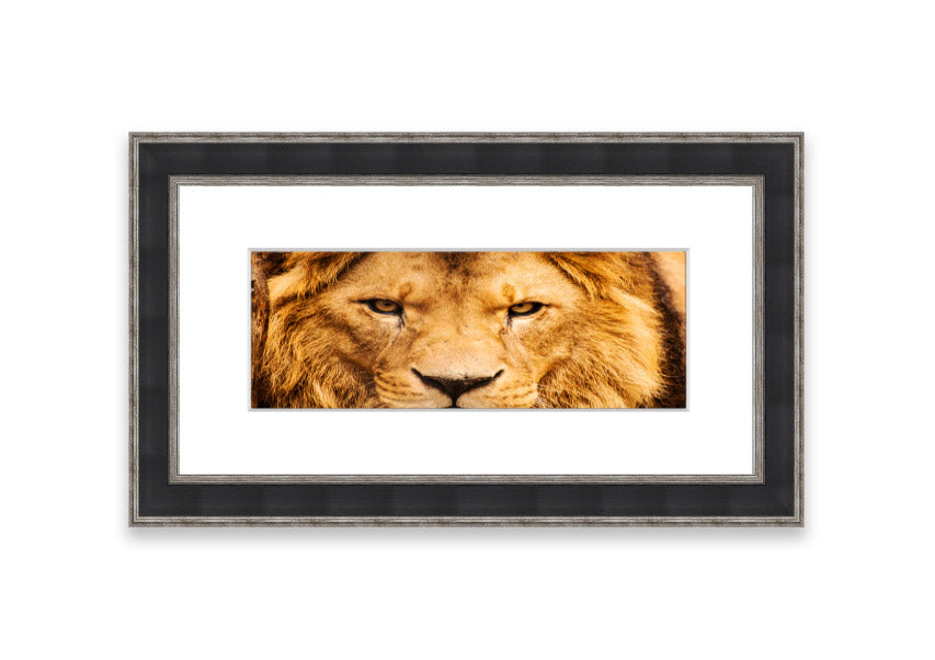 Framed print of an angry lion's face, showcasing intricate details and vibrant colors, ready to hang.