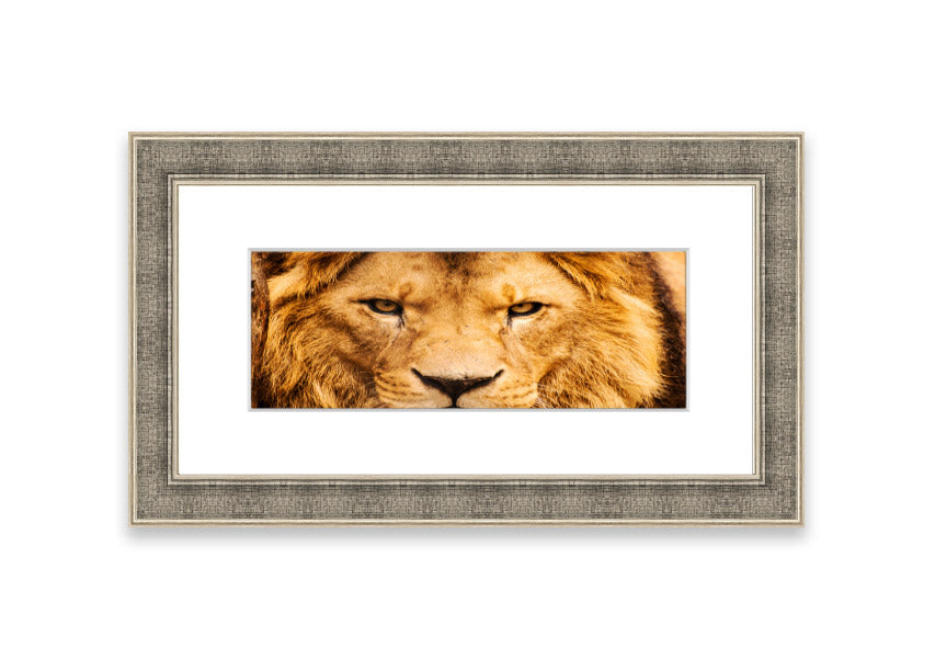 Framed print of an angry lion's face, showcasing intricate details and vibrant colors, ready to hang.