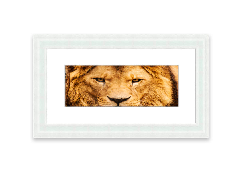 Framed print of an angry lion's face, showcasing intricate details and vibrant colors, ready to hang.