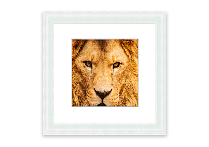 Framed print of an angry lion's face, showcasing intricate details and vibrant colors, ready to hang.