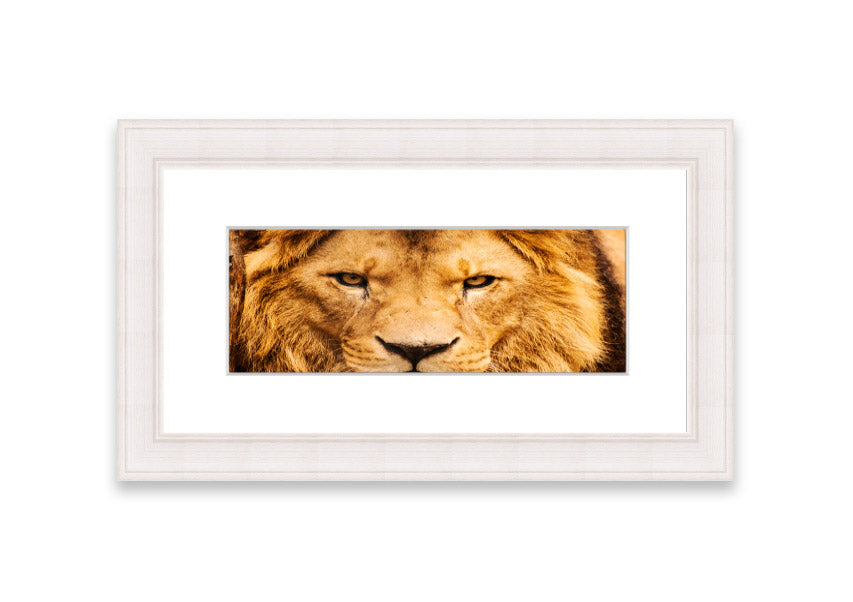 Framed print of an angry lion's face, showcasing intricate details and vibrant colors, ready to hang.