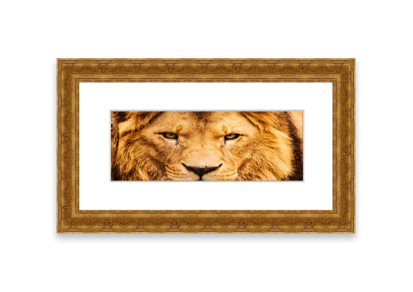 Framed print of an angry lion's face, showcasing intricate details and vibrant colors, ready to hang.