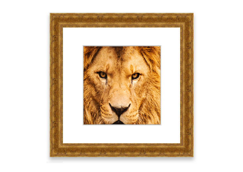 Framed print of an angry lion's face, showcasing intricate details and vibrant colors, ready to hang.