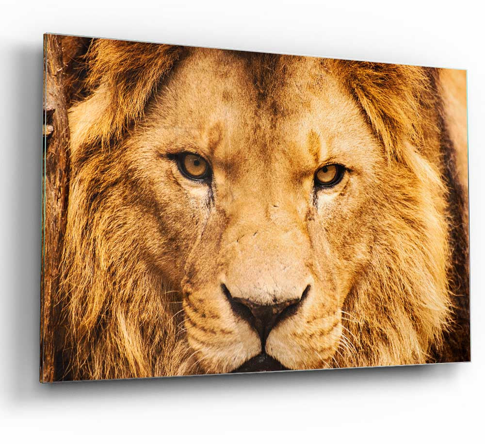 A vibrant glass print featuring an angry lion's face, showcasing intricate details and bold colors, perfect for modern decor.