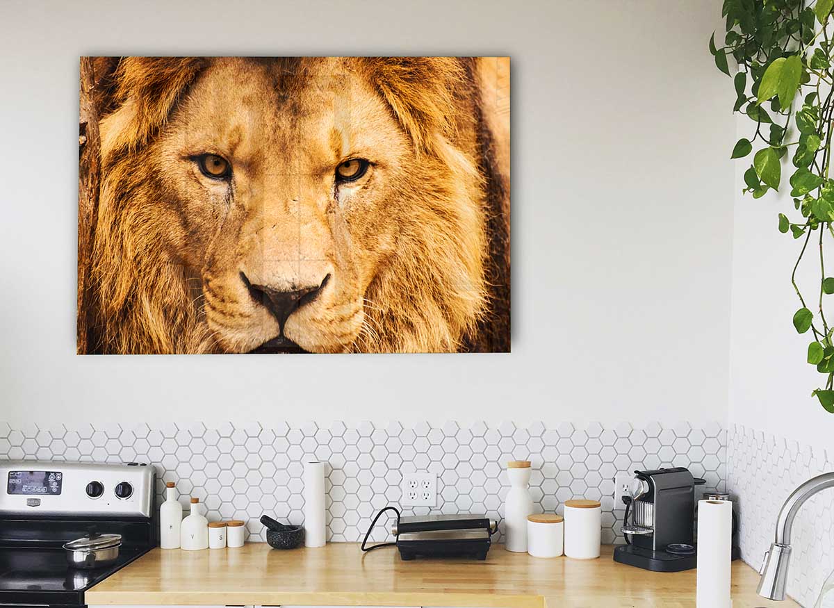 A vibrant glass print featuring an angry lion's face, showcasing intricate details and bold colors, perfect for modern decor.