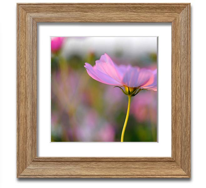 Square framed print of a vibrant poppy flower, handmade in the UK, available in various frame colors.