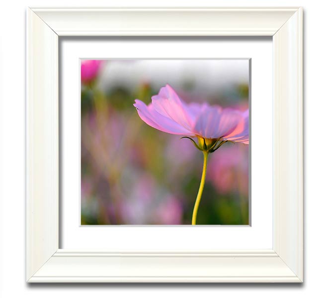 Square framed print of a vibrant poppy flower, handmade in the UK, available in various frame colors.