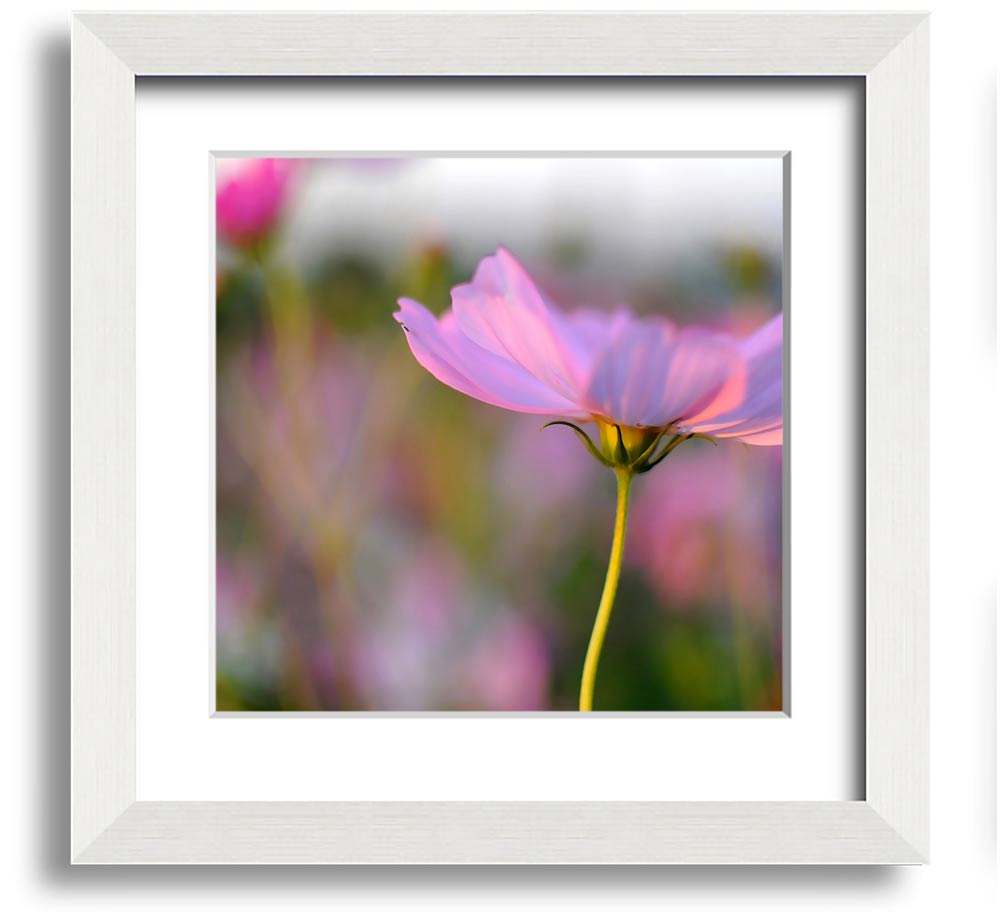 Square framed print of a vibrant poppy flower, handmade in the UK, available in various frame colors.