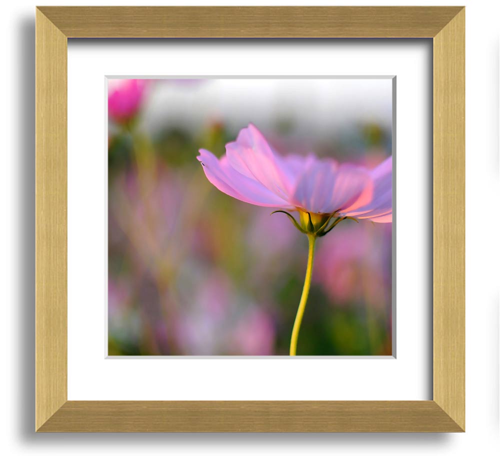 Square framed print of a vibrant poppy flower, handmade in the UK, available in various frame colors.