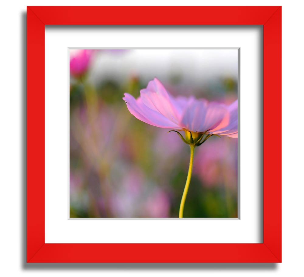 Square framed print of a vibrant poppy flower, handmade in the UK, available in various frame colors.