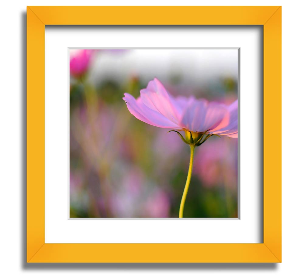 Square framed print of a vibrant poppy flower, handmade in the UK, available in various frame colors.