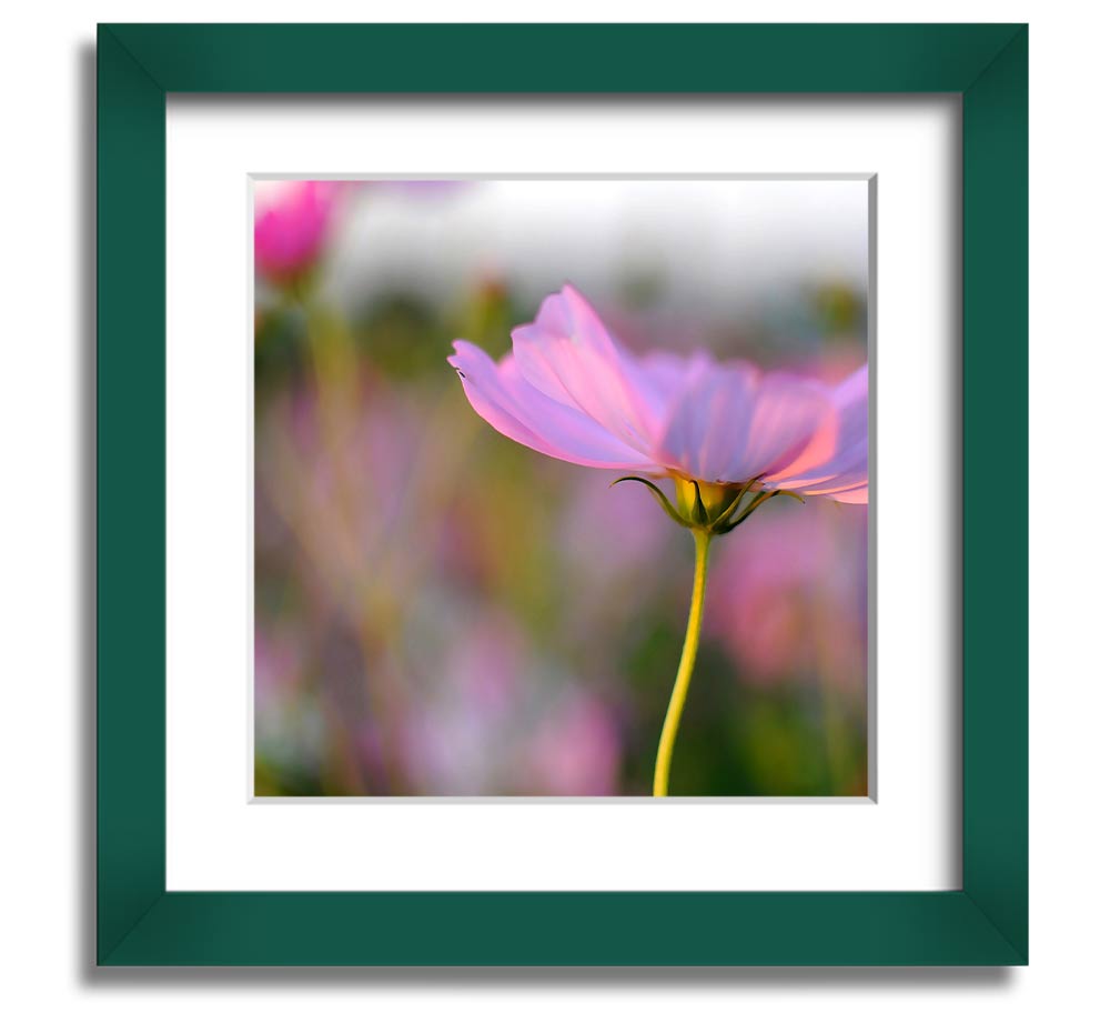 Square framed print of a vibrant poppy flower, handmade in the UK, available in various frame colors.