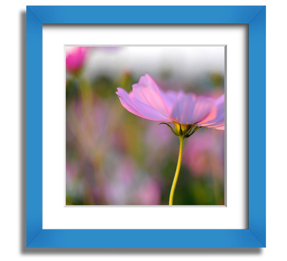 Square framed print of a vibrant poppy flower, handmade in the UK, available in various frame colors.