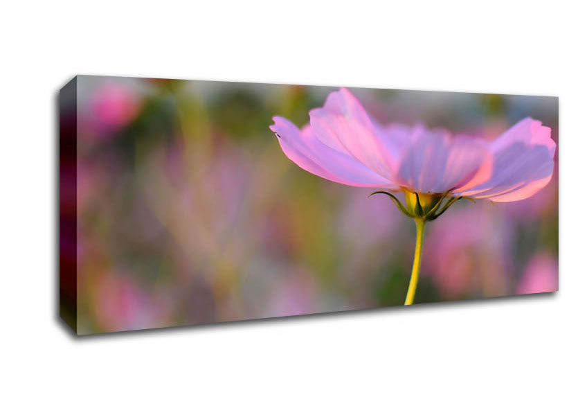 Vibrant canvas art featuring a poppy flower, mounted on a sturdy box frame, ready to hang.