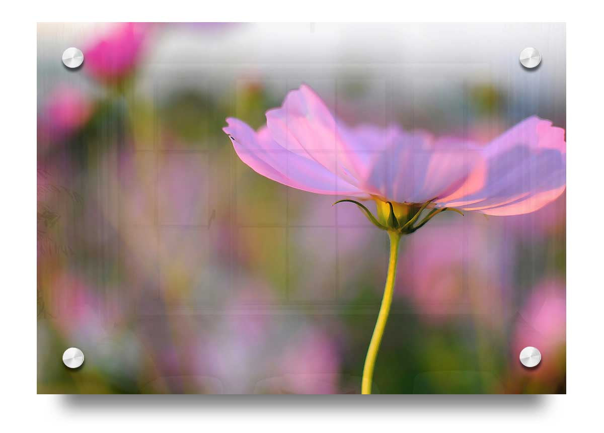 Another Side acrylic print on 5mm thick acrylic glass, showcasing vibrant colors and sharp details, ready to hang on a wall.