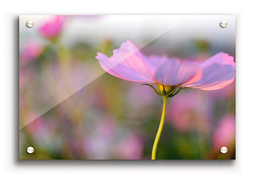 Another Side acrylic print on 5mm thick acrylic glass, showcasing vibrant colors and sharp details, ready to hang on a wall.